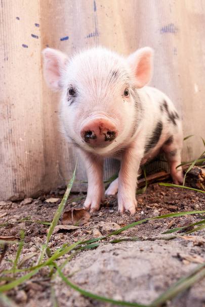 cute muddy pig - Photo, Image