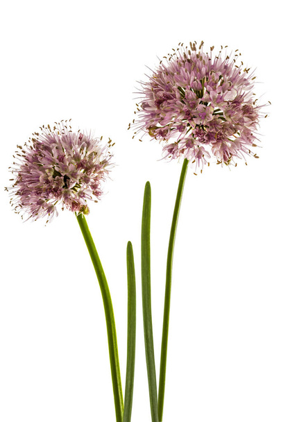 Inflorescence  of decorative onion, ornamental allium flowers,   - Photo, Image