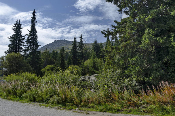 Zelený les a silnici směrem na vrchol hory Vitoša, v regionu Peak černá - Fotografie, Obrázek