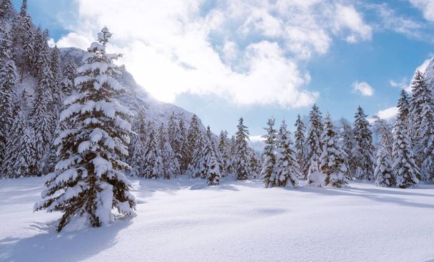 Landscape with coniferous trees covered with snow - Fotó, kép