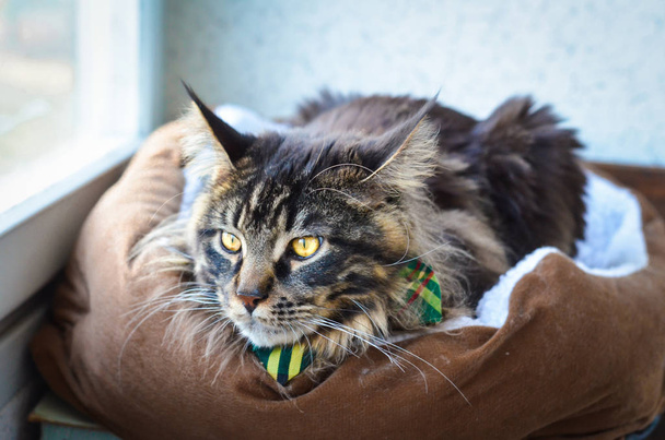 Cat Maine Coon in a Green Tie Butterfly - Photo, Image