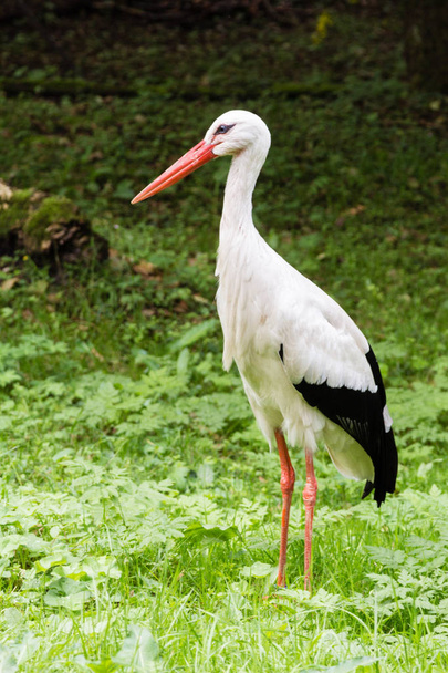 fehér gólya állandó - Fotó, kép
