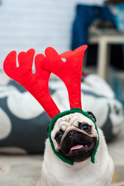 Pug with red deer antlers. Happy dog. Christmas pug dog. Christmas mood. A dog in the apartment. - Foto, Imagen
