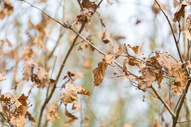 Droge eiken bladeren in de herfst - Foto, afbeelding