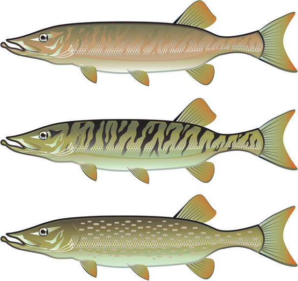 Musky Tiger musky and Northern Pike vector illustration fish pre - Διάνυσμα, εικόνα