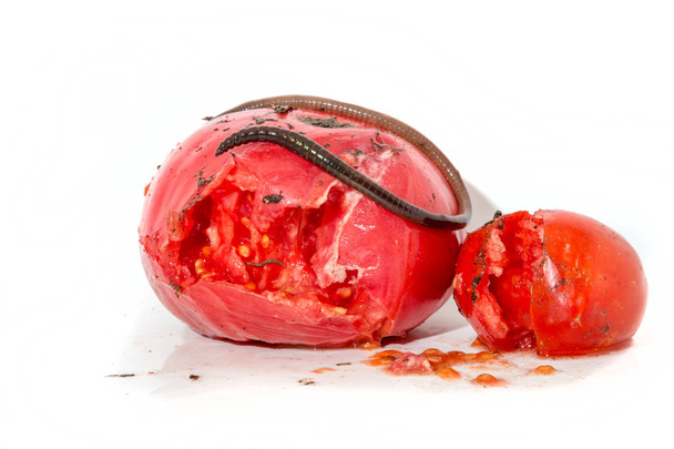 Due pomodori marci con un grosso verme
 - Foto, immagini