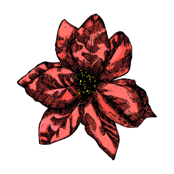 Holly flower decoration - Photo, Image
