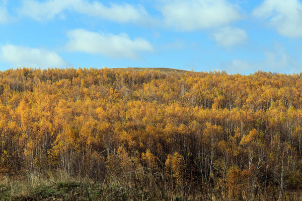 El otoño dorado
 - Foto, imagen