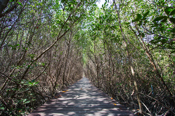 Mangrove metsä ja polku Laem Phak Bia, Phetchaburin maakunnassa, Thaimaassa
 - Valokuva, kuva