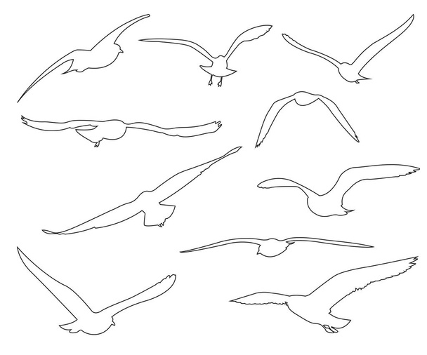 Vector paths of Seagull set on the white background - Vector, Image