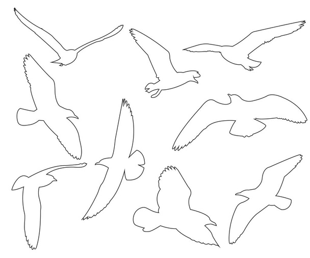 Vector paths of Seagull set on the white background - Vector, Image