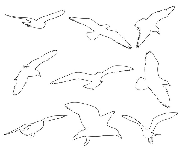 Vector paths of Seagull set on the white background - Vektör, Görsel