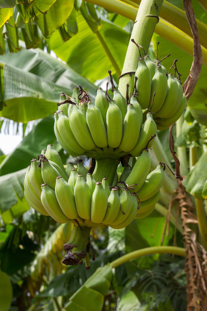 Bananenbaum und Früchte im Nakhon-Pathom - Foto, Bild