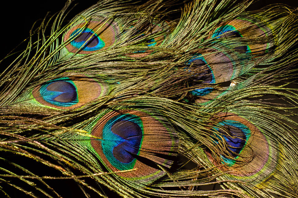 peacock feather isolated on black - Photo, Image