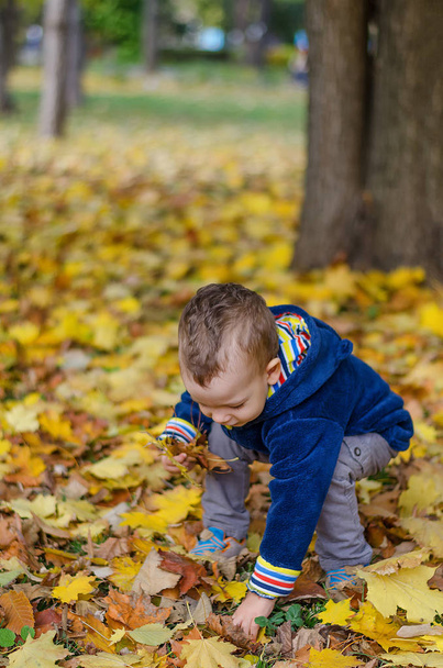 Little kid boy picking up autumn leaves in colorful clothing. Having fun in autumn park on warm day - Fotó, kép