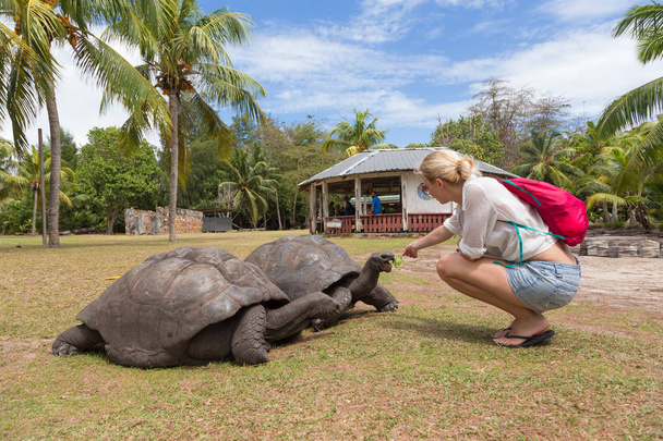 Alimentação turística Aldabra tartarugas gigantes em Curieuse ilha, Seychelles
. - Foto, Imagem