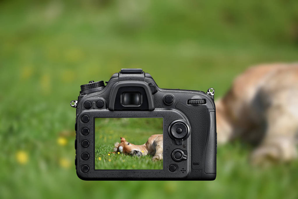 DSLR φωτογραφική μηχανή ρεφλέξ φωτογραφίζοντας με την ζωντανή εικόνα στην οθόνη του ένα μικρό πουλάρι που έχουν ξεκουραστεί στο καταπράσινο γρασίδι με λουλούδι - Φωτογραφία, εικόνα