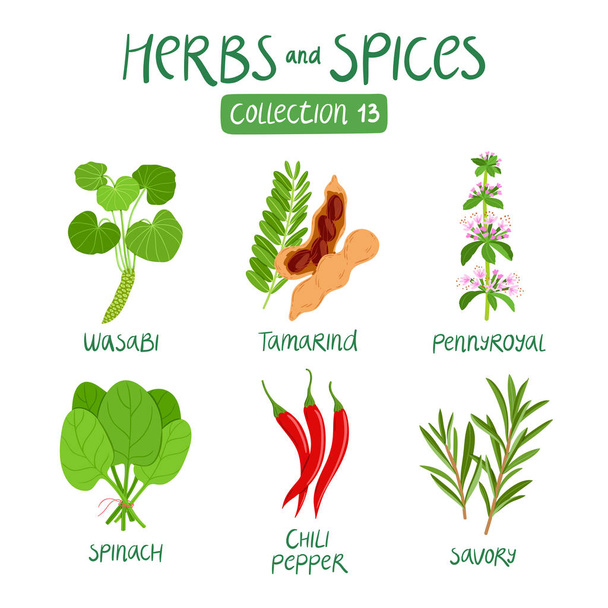 Herbs and spices collection 13 - Vetor, Imagem