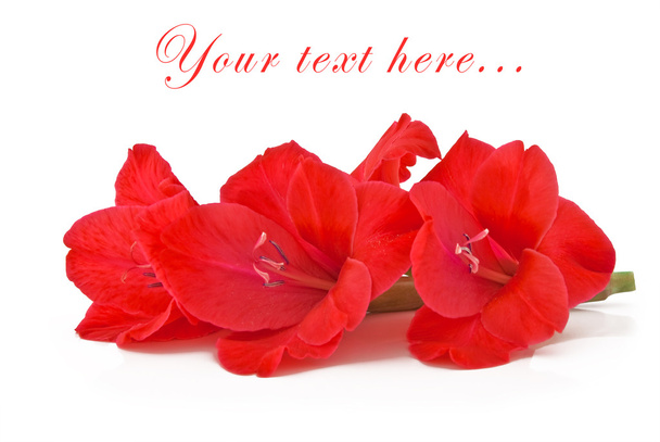 Belles fleurs roses d'un gladiole sur
 - Photo, image