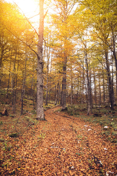 árboles de otoño en el bosque - Foto, Imagen