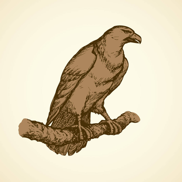 Dibujo vectorial de una serie "Aves". Águila
 - Vector, imagen