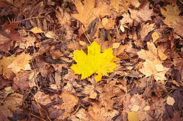 Sarı akçaağaç yaprağı  - Fotoğraf, Görsel