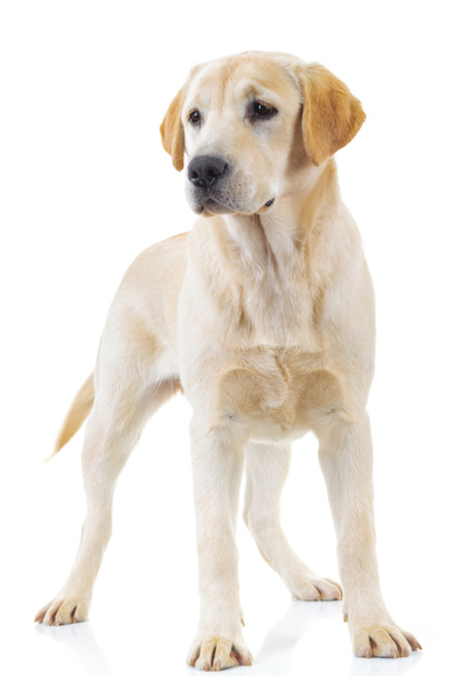 στέκεται Λαμπραντόρ Ριτρίβερ σκύλο ψάχνει μακριά - Φωτογραφία, εικόνα