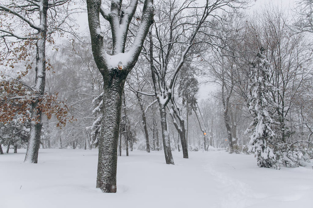 first snow in park - Фото, зображення
