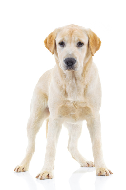 full body picture of a labrador retriever dog standing - Photo, Image