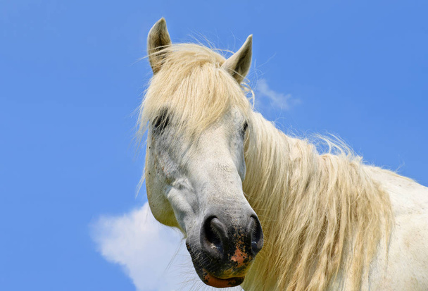 egy ló ellen az ég fej - Fotó, kép