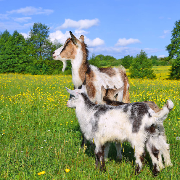 Goat with kids on summer pasture - Photo, Image