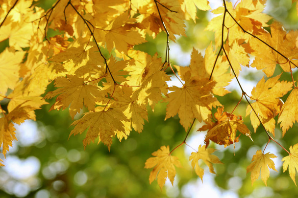 Yellow leaves on maple tree branches. - Fotó, kép