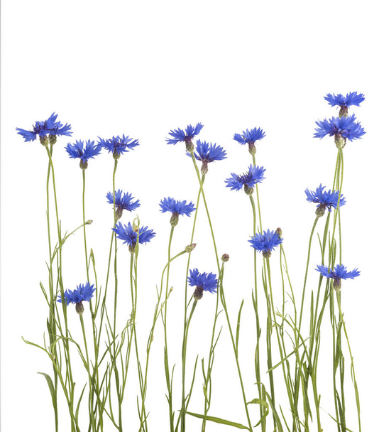 Cornflower. Bouquet of wild blue flowers  - Φωτογραφία, εικόνα