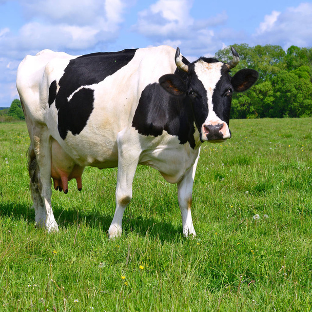 μια αγελάδα σε ένα καλοκαίρι βοσκοτόπων σε ένα αγροτικό τοπίο του καλοκαιριού.  - Φωτογραφία, εικόνα