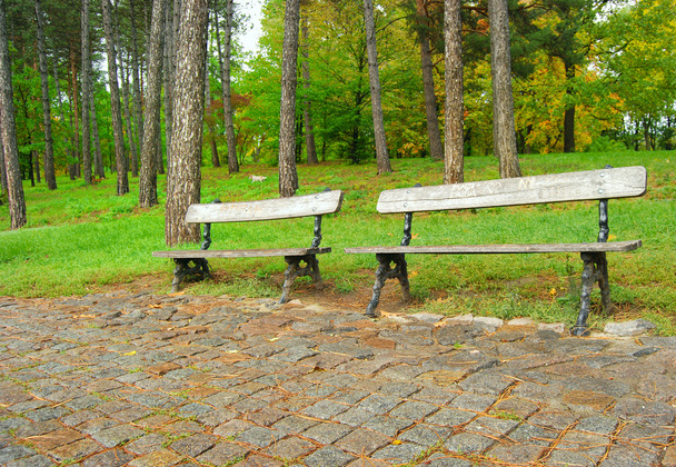 dvě volné lavičky v deštivé podzimní park - Fotografie, Obrázek