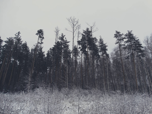 Winter forest in snow - Φωτογραφία, εικόνα