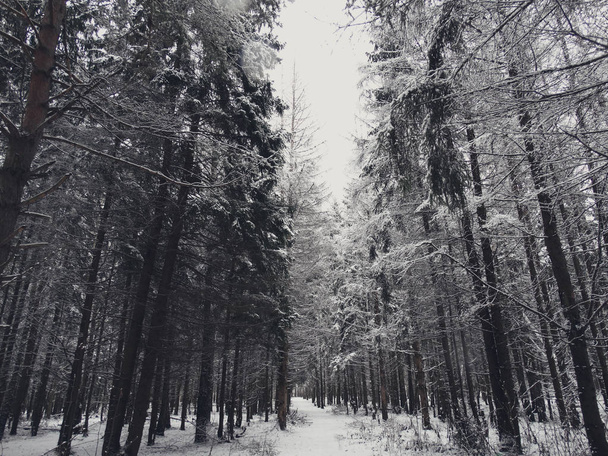 Winter forest in snow - Fotó, kép