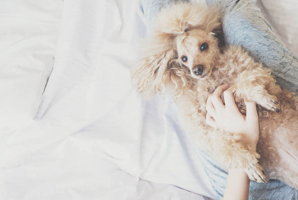 Young woman with her dog in a bed. - Fotoğraf, Görsel