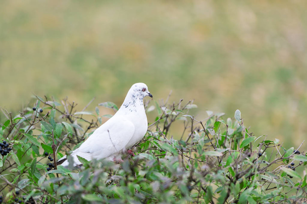 Белый голубь сидит на ветке и ест ягоды
 - Фото, изображение