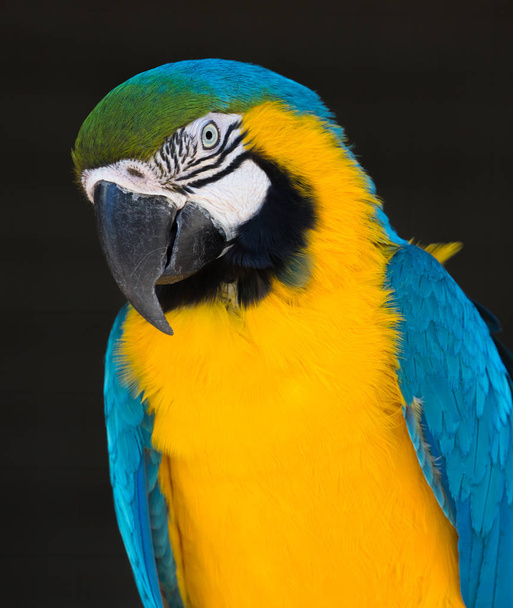 Blue and Gold Macaw Parrot Portrait - Foto, afbeelding