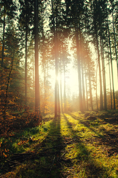 Belle matinée en forêt. Paysage d'automne
 - Photo, image