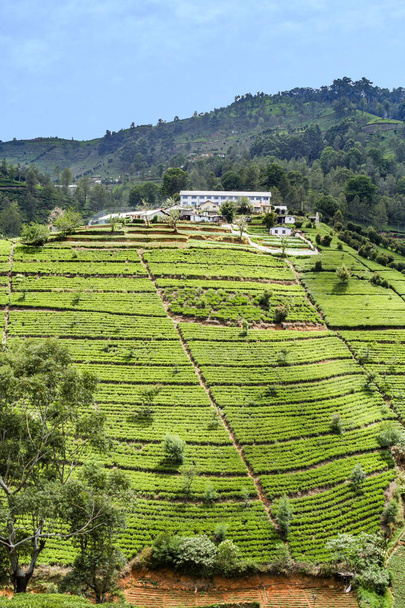 plantación de té verde en Sri Lanka
 - Foto, Imagen