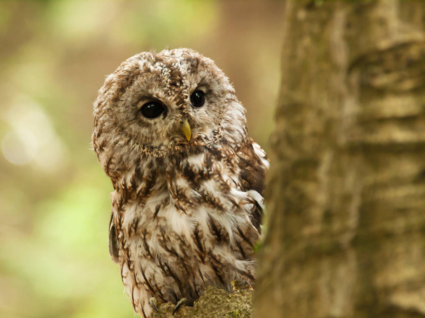 Brown owl looking behind from the tree - Strix aluco - Photo, Image