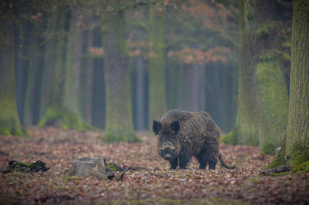 Grande cinghiale nella foresta europea
 - Foto, immagini