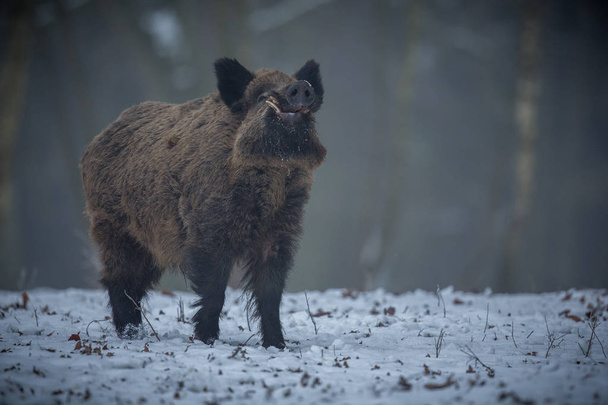 Gran jabalí en el bosque europeo
 - Foto, imagen