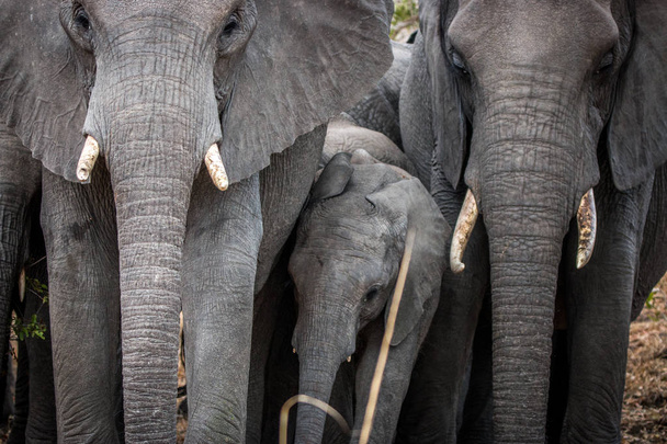 Elefantes de unión en Kruger
. - Foto, imagen