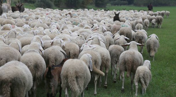 pecore con il vello bianco denso pascolo in autunno
 - Foto, immagini