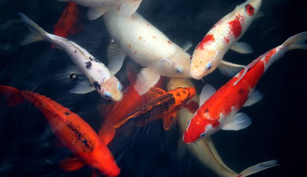 unterschiedlich gefärbte Fischkarpfen - Foto, Bild