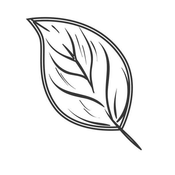 leaf plant nature decoration - Вектор, зображення