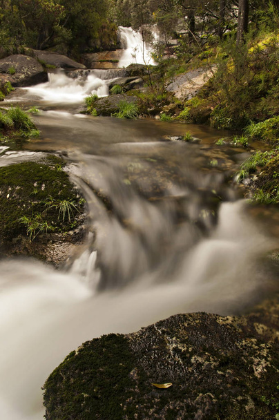 rivière sauvage qui coule à travers la forêt
 - Photo, image